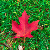 Canada maple leaf