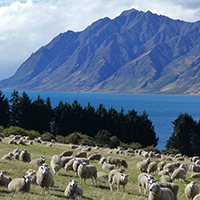 Farm sheep lake