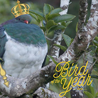 Kereru